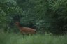 Biche - 