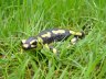 Salamandre - 