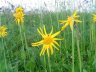 Arnica - 