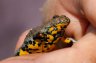 RandonÃ©e nature amphibiens - 