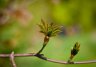 RandonÃ©e nature amphibiens - 